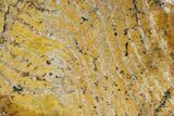 Strelley Pool Stromatolite Slab - Billion Years Old #150668-1